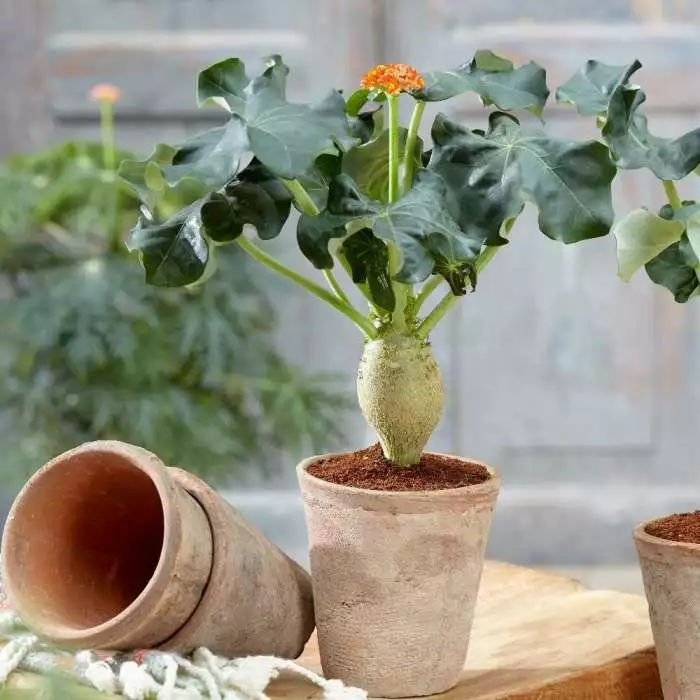 Jatropha Podagrica | 13cm Pot 3 Jatropha Podagrica | 13cm Pot