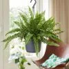 Nephrolepis Exaltata Green Lady | 18cm Hanging Pot -Perennial Plants Sales Store HP30000542 de0d
