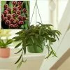 Hoya Wayetii | 14cm Hanging Pot -Perennial Plants Sales Store HP30000565 3ecd