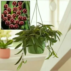 Hoya Wayetii | 14cm Hanging Pot