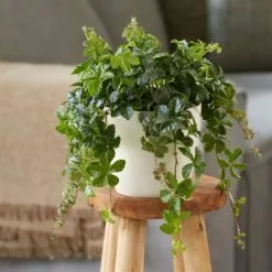 Cissus Striata | 12cm Pot