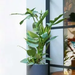 Philodendron Hastatum | 17cm Pot
