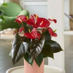 Anthurium Coral Champion ('Anthdotfan') (PBR) | 12cm Pot