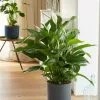 Spathiphyllum Sweet Lauretta (PBR) | 24cm Pot -Perennial Plants Sales Store HP30000578 3006