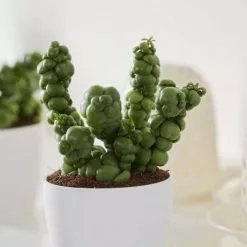 Dischidia Pangolin Kisses | 5cm Pot