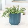 Crassula Rupestris Subsp. Marnieriana | 14cm Hanging Pot