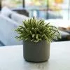 Rhipsalis Baccifera Subsp. Horrida | 12cm Pot