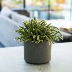 Rhipsalis Baccifera Subsp. Horrida | 12cm Pot