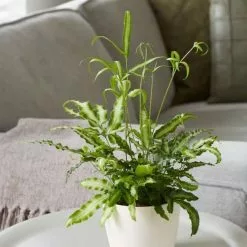 Pteris Nipponica | 12cm Pot