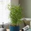 Asparagus Falcatus | 12cm Pot