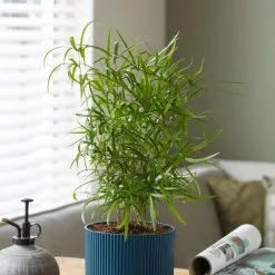 Asparagus Falcatus | 12cm Pot