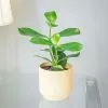Clusia Rosea | 13cm Pot