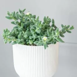 Delosperma Echinatum | 12cm Pot