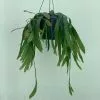 Pseudorhipsalis Ramulosa | 17cm Hanging Pot