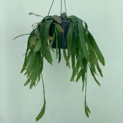 Pseudorhipsalis Ramulosa | 17cm Hanging Pot