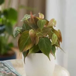 Philodendron Scandens Micans | 12cm Pot