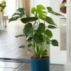 Monstera Deliciosa | 21cm Pot -Perennial Plants Sales Store HP30000677 9d94