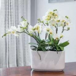 2 X Phalaenopsis Orchids In A Ceramic Easy Care Self-watering Pot