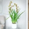 Cymbidium Magic Chocolate | 14cm Pot