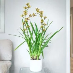 Cymbidium Magic Chocolate | 14cm Pot