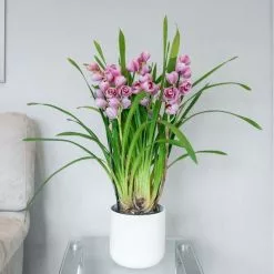 Cymbidium Piccobello Pink | 14cm Pot