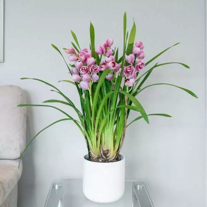 Cymbidium Piccobello Pink | 14cm Pot 3 Cymbidium Piccobello Pink | 14cm Pot