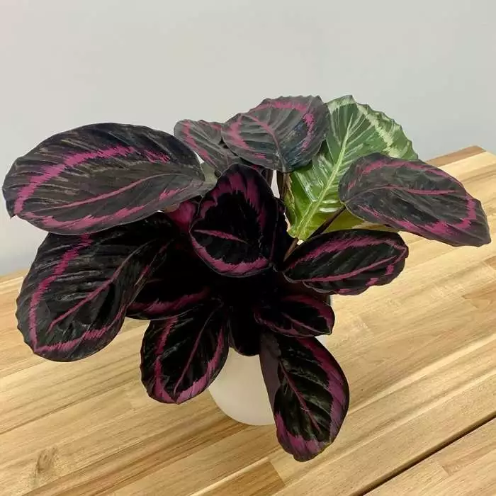 Calathea Little Princess | 14cm Pot 3 Calathea Little Princess | 14cm Pot
