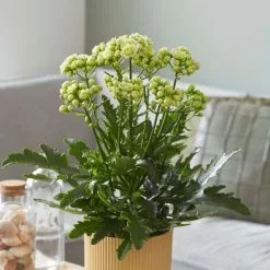 Kalanchoe Blossfeldiana Sunny White | 14cm Pot