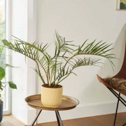 Philodendron Tortum | 15cm Pot