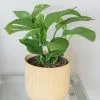 Monstera Pinnatipartita | 19cm Pot -Perennial Plants Sales Store HP30000776 cb04