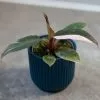 Philodendron Pink Princess | 6cm Pot