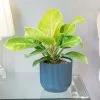 Philodendron Moonlight | 17cm Pot -Perennial Plants Sales Store HP30000784 b2d1
