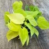 Philodendron Scandens Lime | 12cm Pot 1 Philodendron Scandens Lime | 12cm Pot -Perennial Plants Sales Store HP30000785 33fd