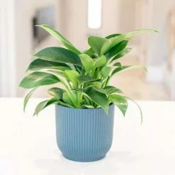 Philodendron Green Princess | 11cm Pot