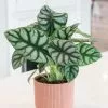 Alocasia Silver Dragon | 14cm Pot