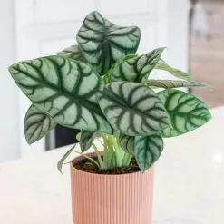 Alocasia Silver Dragon | 14cm Pot