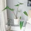 Alocasia Sarian | 14cm Pot
