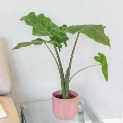 Alocasia Portodora | 14cm Pot