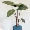 Alocasia Sarawakensis Yucatan Princess | 14cm Pot -Perennial Plants Sales Store HP30000797 81c5