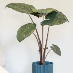 Alocasia Sarawakensis Yucatan Princess | 14cm Pot