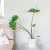 Alocasia Stingray | 14cm Pot -Perennial Plants Sales Store HP30000798 ae7c