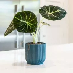 Alocasia Black Velvet | 14cm Pot
