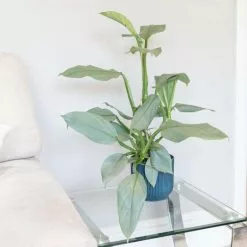 Philodendron Silver Queen | 14cm Pot