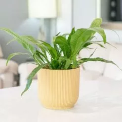 Aglaonema Star Orange | 12cm Pot