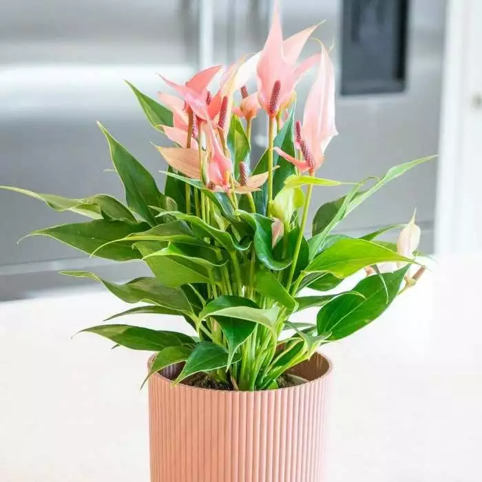 Anthurium Champion Lilli | 12cm Pot 3 Anthurium Champion Lilli | 12cm Pot