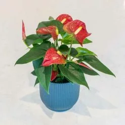 Anthurium Baby Red | 9cm Pot