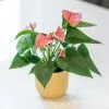 Anthurium Cherry Love Improved ('Ryn2007042') (PBR) | 9cm Pot -Perennial Plants Sales Store HP30000811 ccda