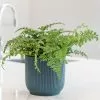 Asplenium Parvati | 12cm Pot