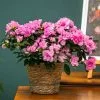 Azalea Flandresse Pink | 12cm Pot