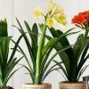 Clivia Miniata Var. Citrina | 13cm Pot -Perennial Plants Sales Store HP30000819 eb0c